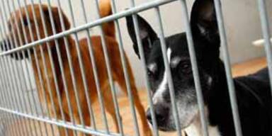 hunde