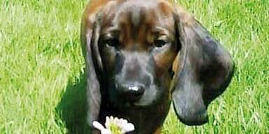 Polizei jagt feigen Hundemörder