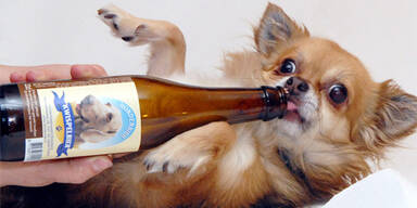 hundebier