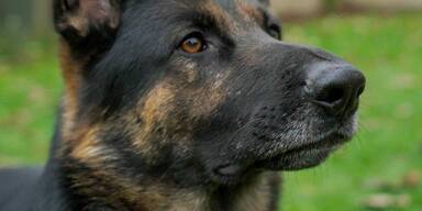 Anzeige nach Hundebiss.