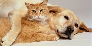 HundKatz