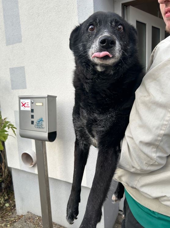 Hunde und Katzen Drama Tulln