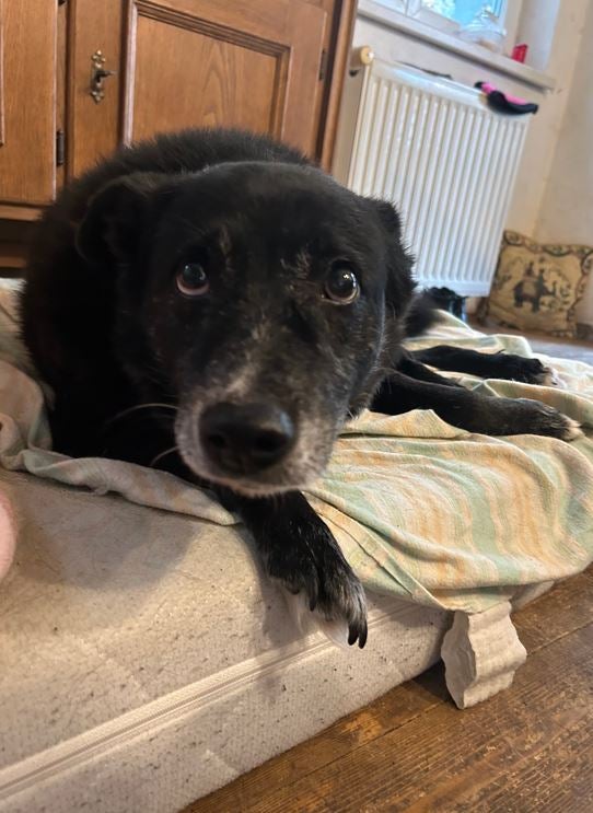 Hunde und Katzen Drama Tulln