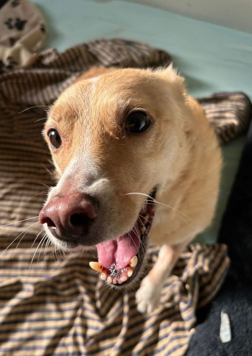 Hunde und Katzen Drama Tulln