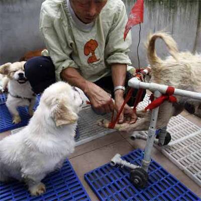 Hunde-Reha in China