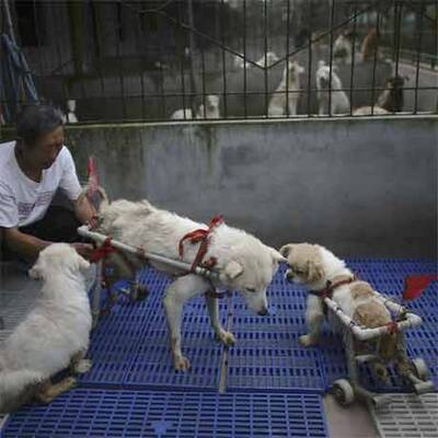 Hunde-Reha in China