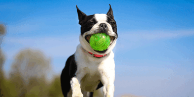 In Hundespucke auf der Suche nach Krankheitsursachen