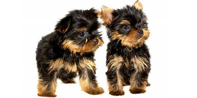 Die Zahl der "Mini-Hunde" w&auml;chst