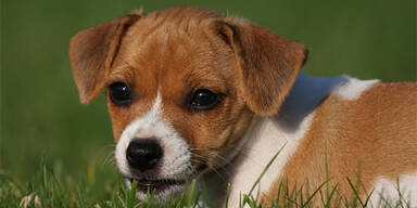 jack russel welpe