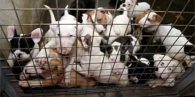 So elend hausen die 137 Hunde-Babys