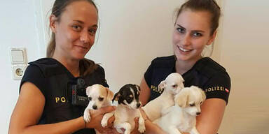 Mah&uuml;: Frau bot Hundewelpen zum Verkauf an