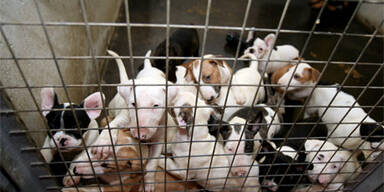 So elend hausen die 137 Hunde-Babys