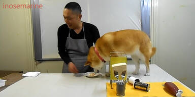 Ein Hund kam in die K&uuml;che