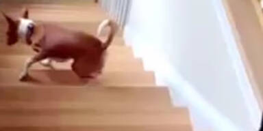 Hund steigt Treppen im R&uuml;ckw&auml;rtsgang