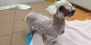 TierQuarTier Hund Winnie