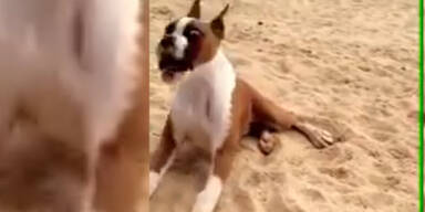 Sauer: Hund spielt mit einer Zitrone