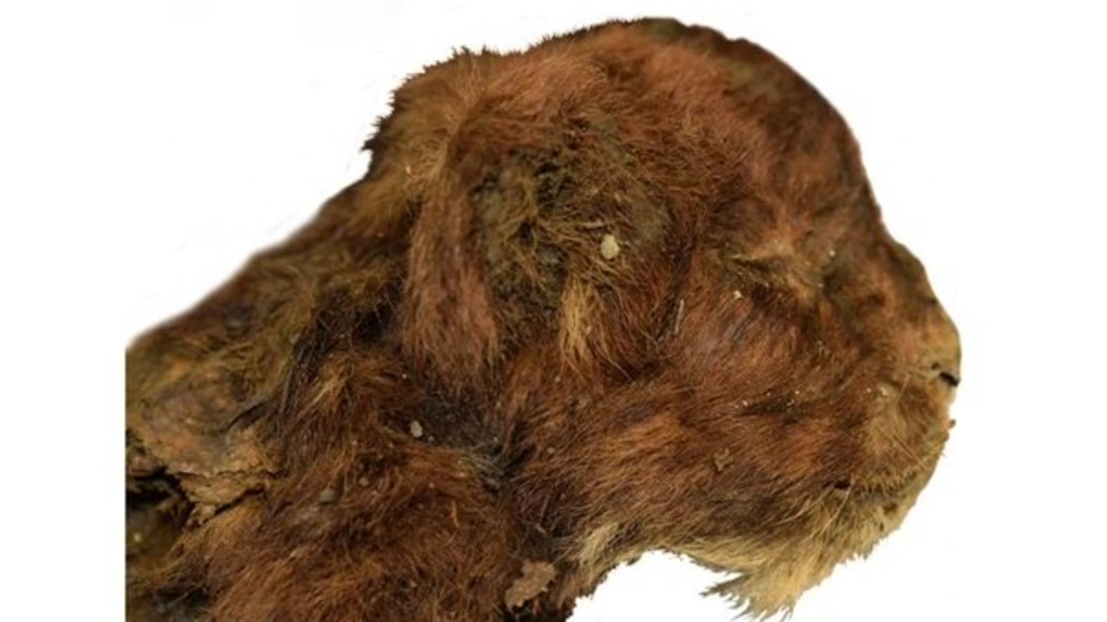 Sensationsfund! Haariges Eiszeit-Baby gefunden - oe24.at