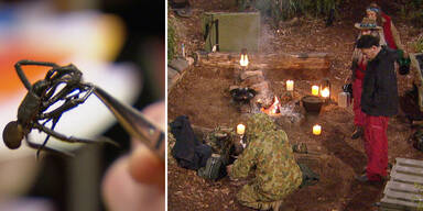 Dschungelcamp Spinne Semifinale 2018