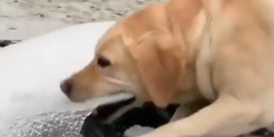 icedoggo.png