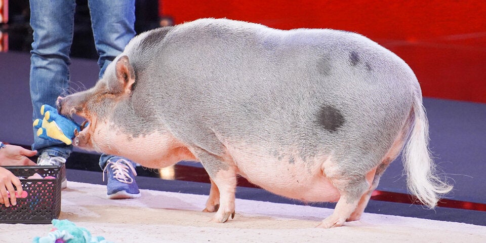 Das Supertalent Idefix