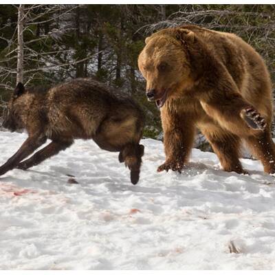 Drei Wölfe gegen einen Grizzly