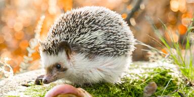 igel