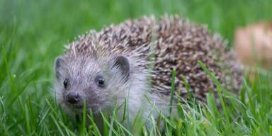 Wildtier-Check: Igel ist in Österreich am beliebtesten