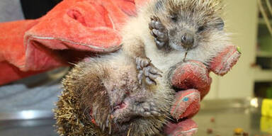Wiener Schulbuben treten Igel tot