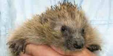 igel