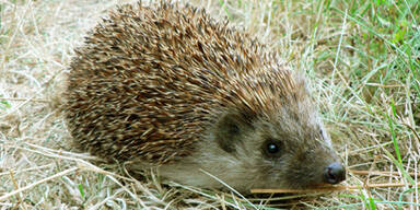 Lauter Igel-Sex l&ouml;ste Polizeieinsatz aus