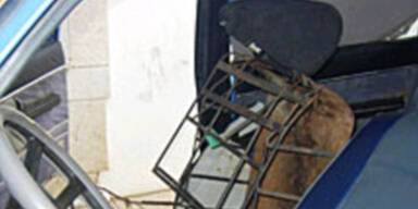 Illegaler Einwanderer in Autositz versteckt