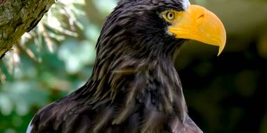 Rückkehr der Greifvögel – Erfolgsgeschichte oder Zufall?