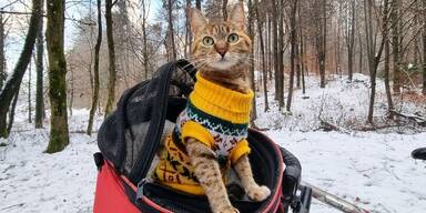 Mit der Katze durch Europa