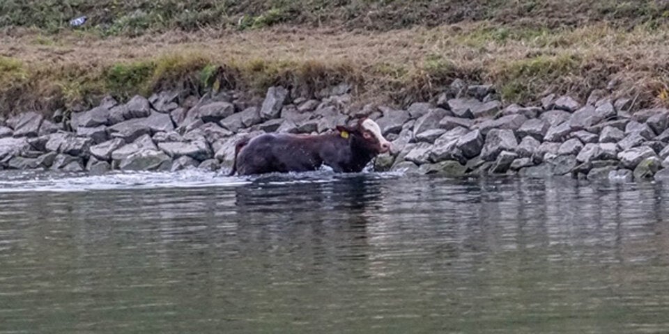 Kalb in Donau Bezirk Melk