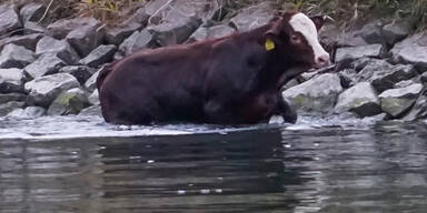 Kalb in Donau Bezirk Melk