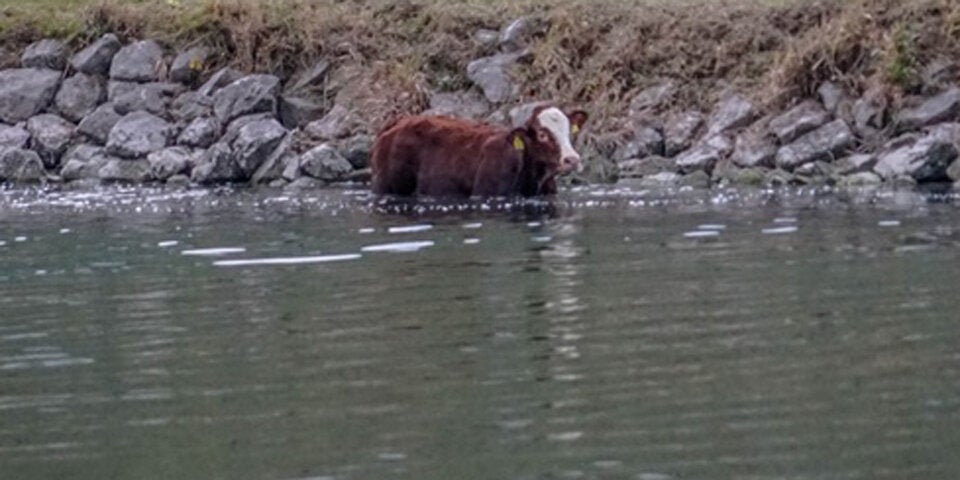 Kalb in Donau Bezirk Melk