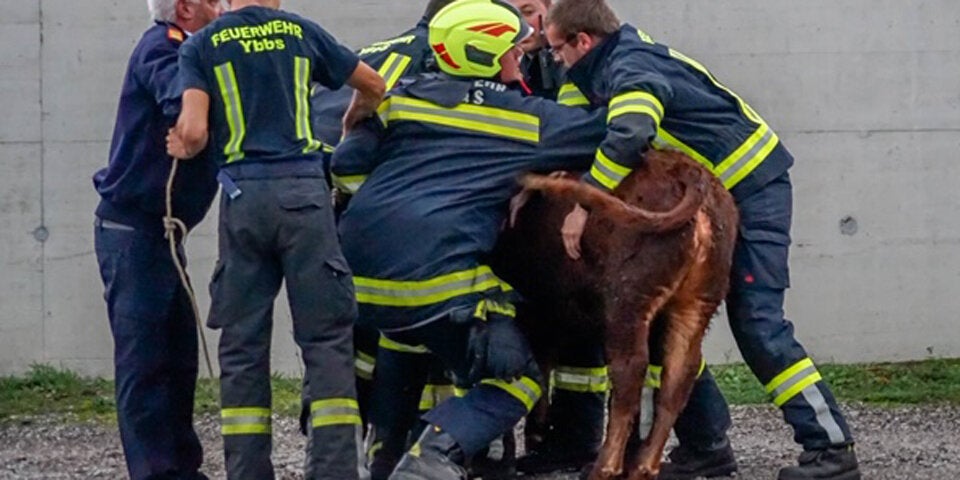 Kalb in Donau Bezirk Melk