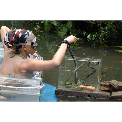 Dschungelcamp: Tag 5