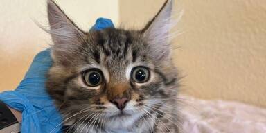 Katzenseuche zwingt Tierheim Dechanthof zur Isolation