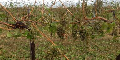 Hagel zerst&ouml;rte Reben - Enorme Ernteausf&auml;lle erwartet