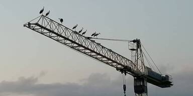 Ruhebed&uuml;rftige St&ouml;rche auf einem Kran in Ardagger.