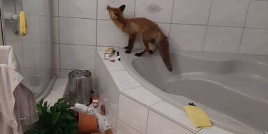 Tierischer Besuch: Junger Fuchs &uuml;berraschte Familie