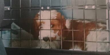 Verkehrte Welt: Tier&auml;rztin als Tierqu&auml;lerin