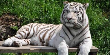 Wei&szlig;er Zoo musste ersten wei&szlig;en Tiger einschl&auml;fern