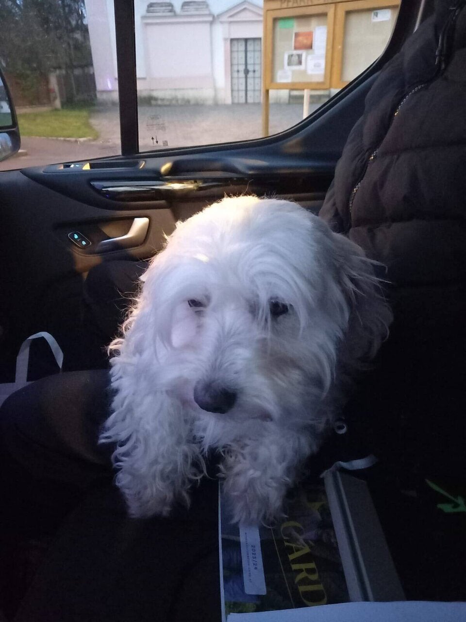 Verkehrte Welt: Tierärztin als Tierquälerin