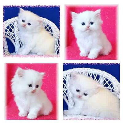 Kim Kardashian ist jetzt Katzen-Mama