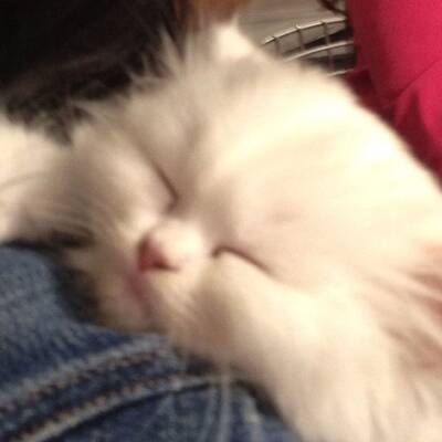 Kim Kardashian ist jetzt Katzen-Mama