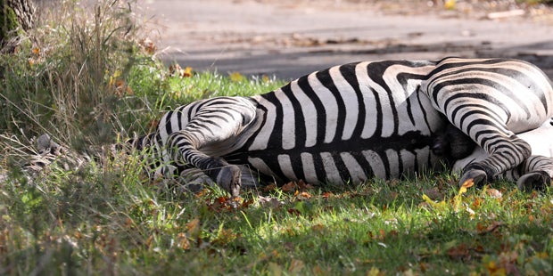 Zebra Pumba