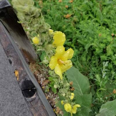 iFotos mit dem iPhone XS Max