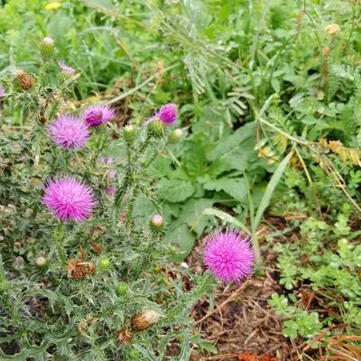 iFotos mit dem iPhone XS Max